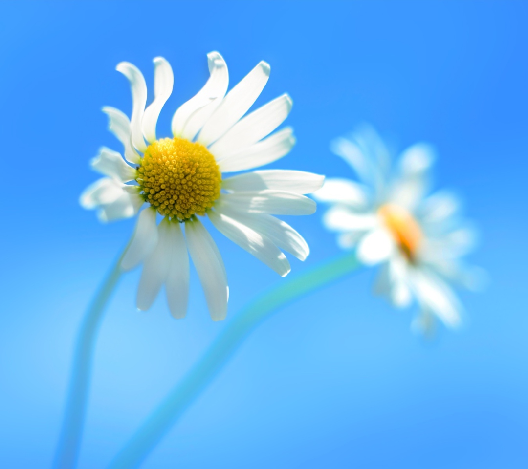 Windows 8 Daisy Flower screenshot #1 1080x960