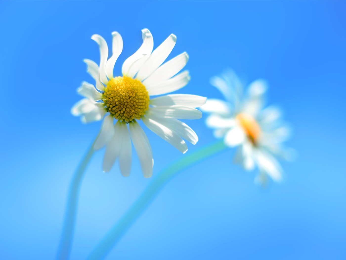 Screenshot №1 pro téma Windows 8 Daisy Flower 1400x1050