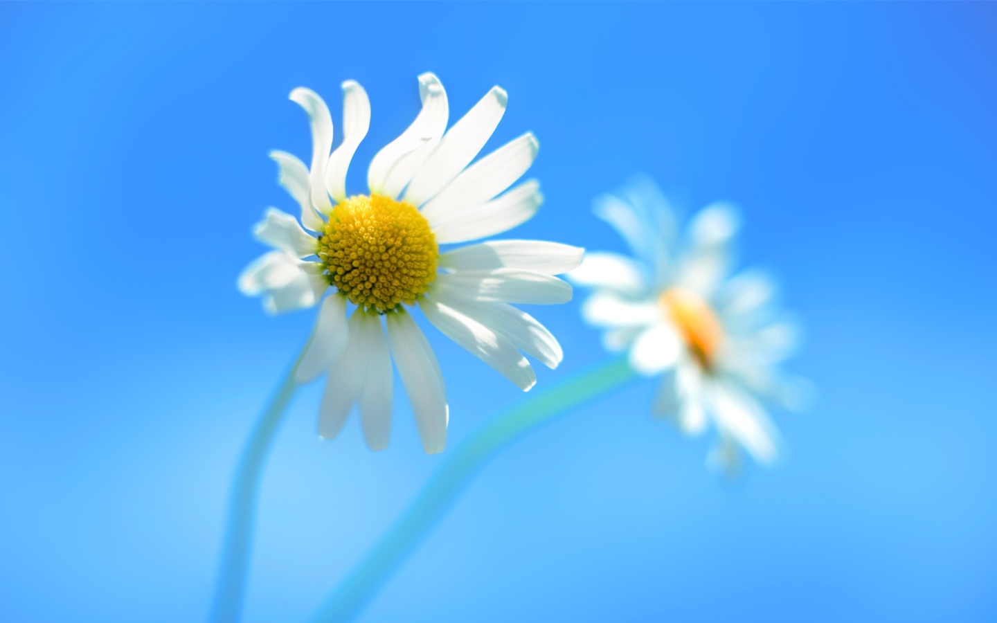 Screenshot №1 pro téma Windows 8 Daisy Flower 1440x900