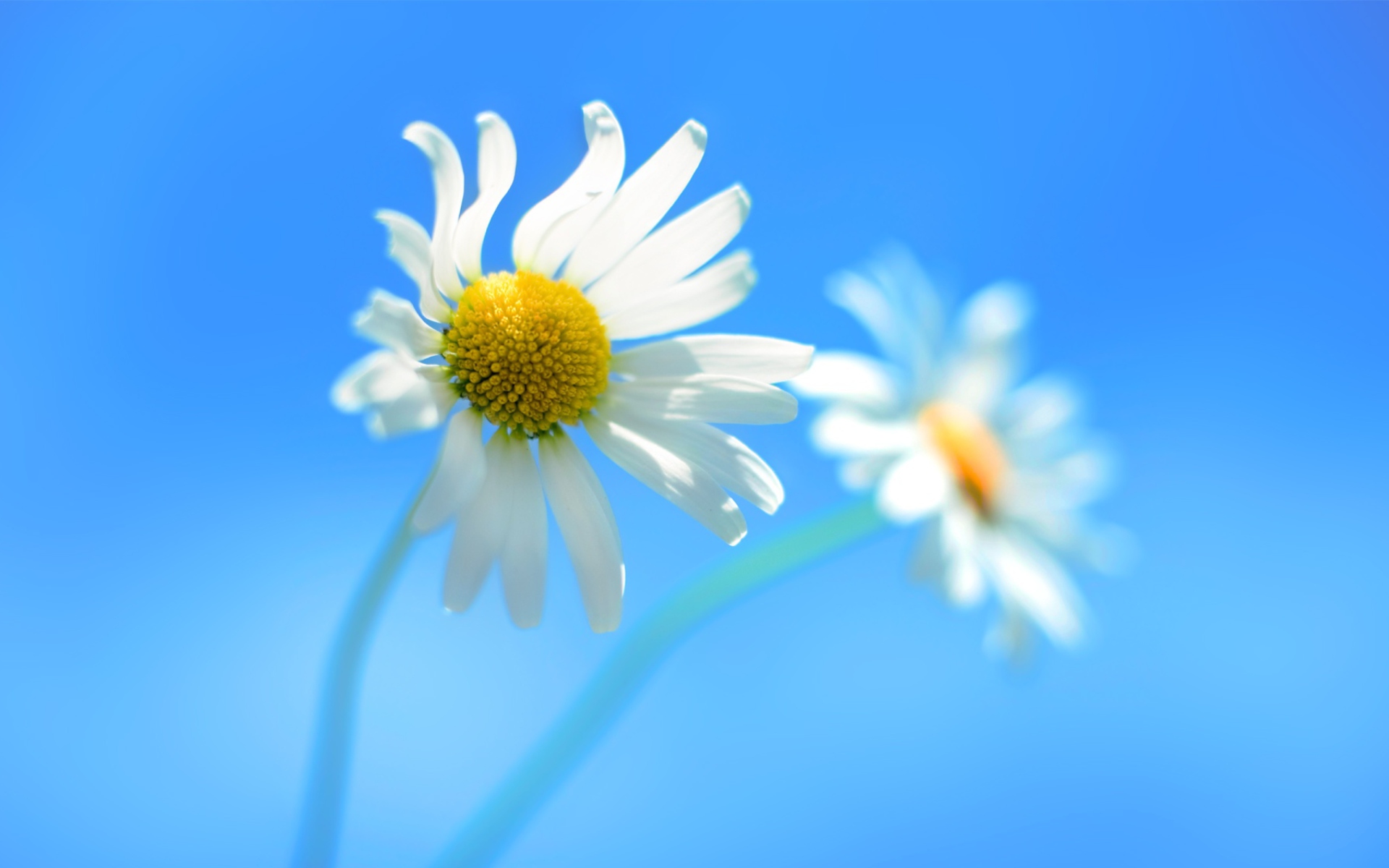 Das Windows 8 Daisy Flower Wallpaper 1920x1200