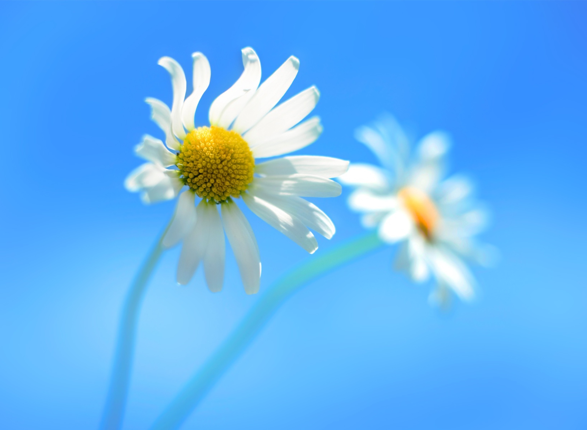 Das Windows 8 Daisy Flower Wallpaper 1920x1408