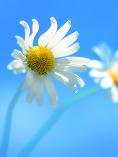 Windows 8 Daisy Flower screenshot #1 240x320
