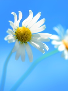 Обои Windows 8 Daisy Flower 240x320