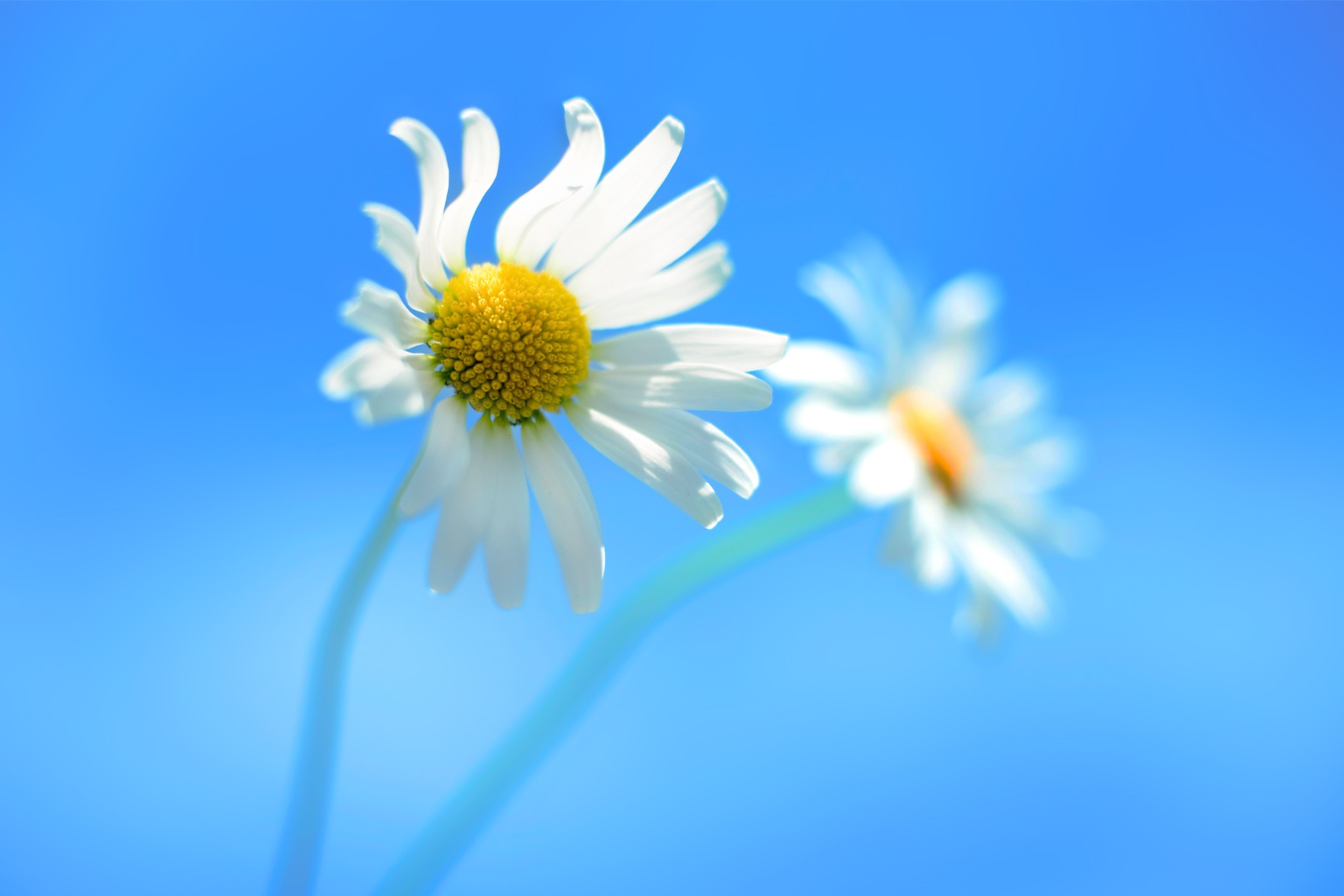 Screenshot №1 pro téma Windows 8 Daisy Flower 2880x1920