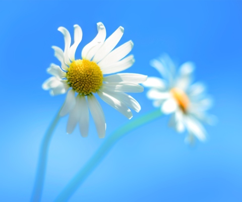 Das Windows 8 Daisy Flower Wallpaper 480x400