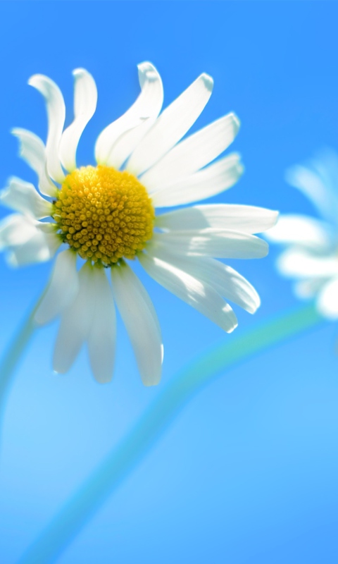 Screenshot №1 pro téma Windows 8 Daisy Flower 480x800