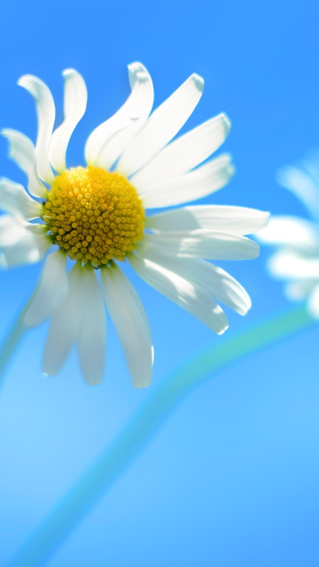 Windows 8 Daisy Flower screenshot #1 640x1136