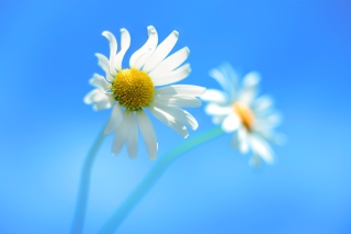 Windows 8 Daisy Flower Background for Android, iPhone and iPad