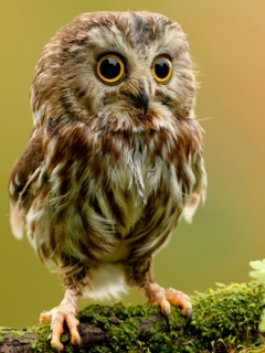 Screenshot №1 pro téma Cute Owl 240x320