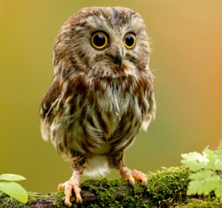 Cute Owl Wallpaper for 128x128
