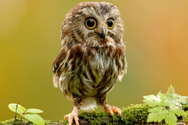 Screenshot №1 pro téma Cute Owl
