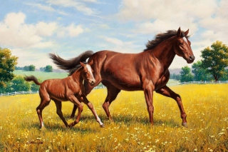 Horses Background for Android, iPhone and iPad