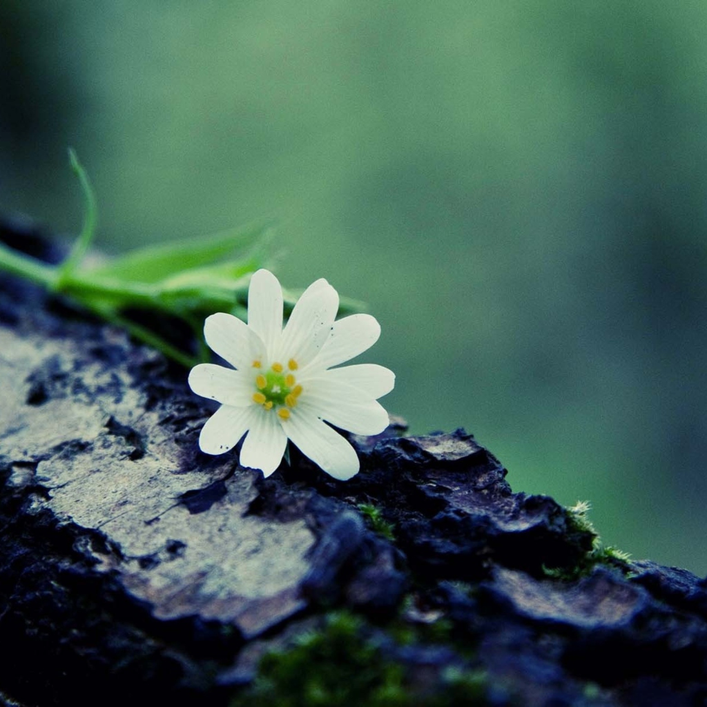 Flower On Log screenshot #1 1024x1024