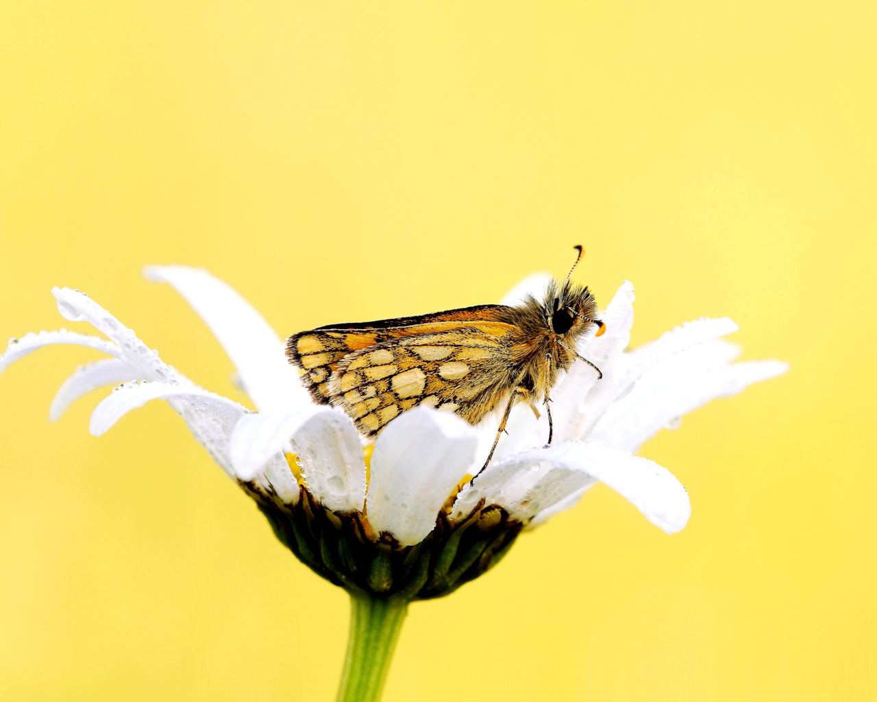 Sfondi Butterfly and Daisy 1280x1024