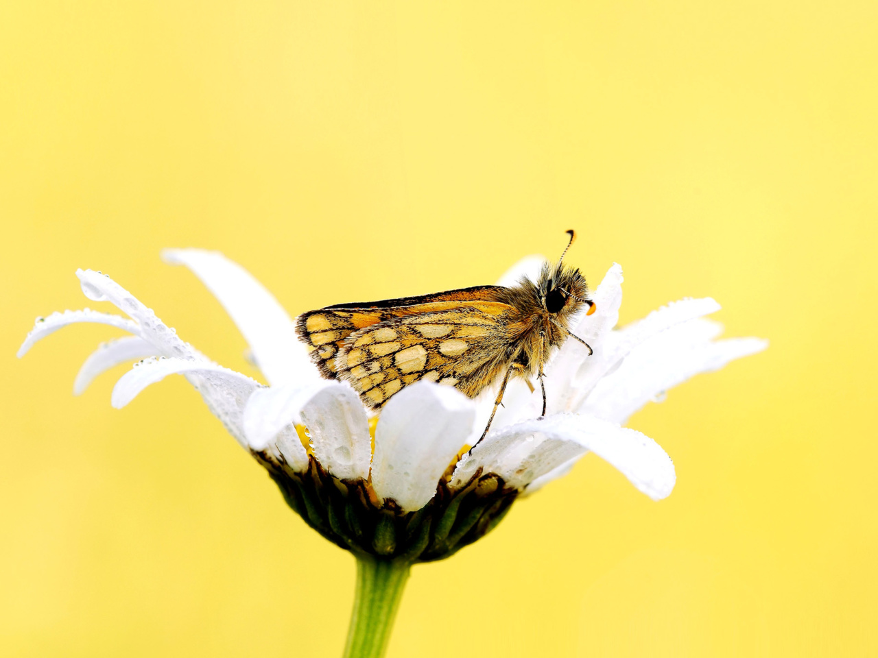 Обои Butterfly and Daisy 1280x960