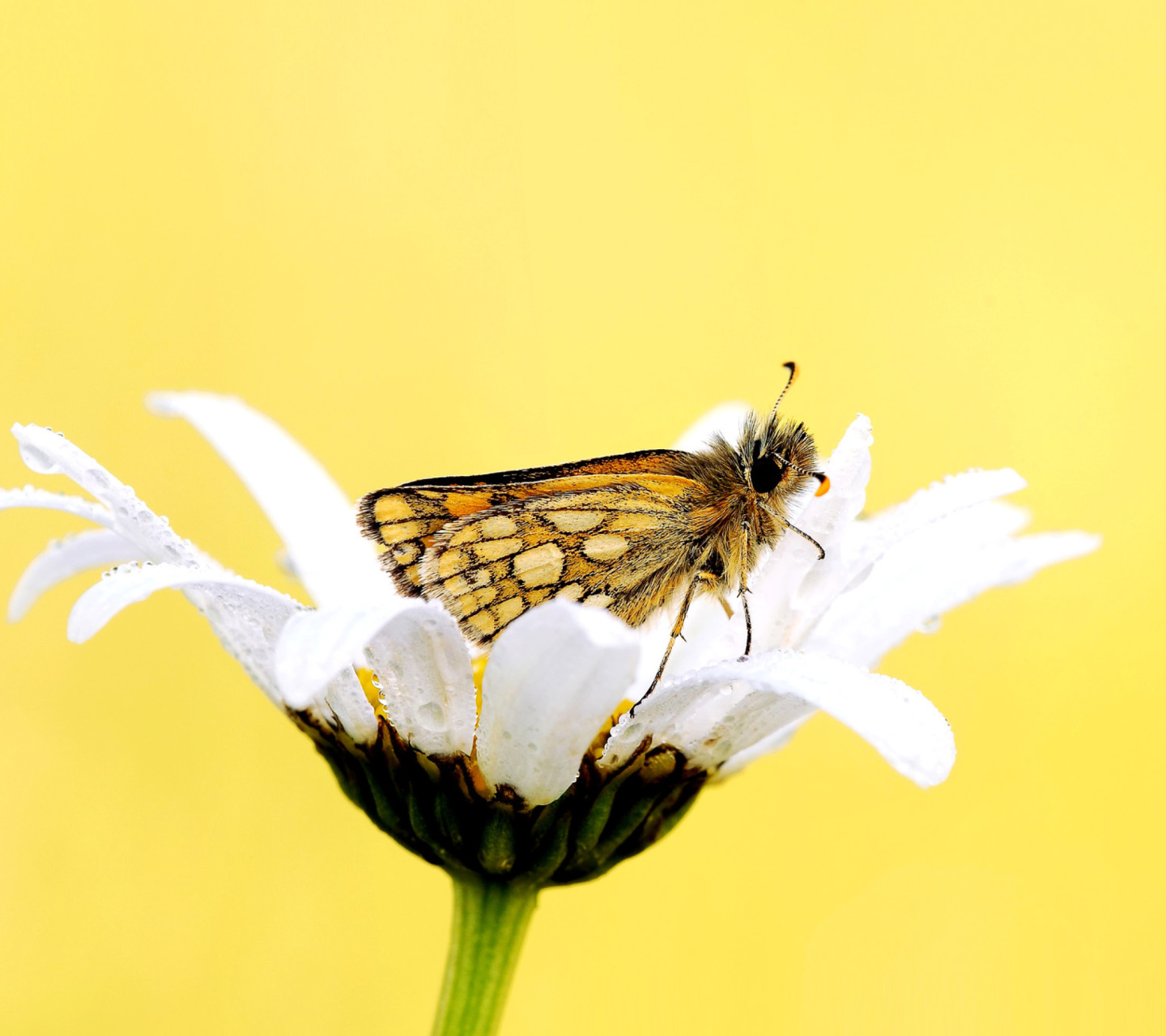 Fondo de pantalla Butterfly and Daisy 1440x1280