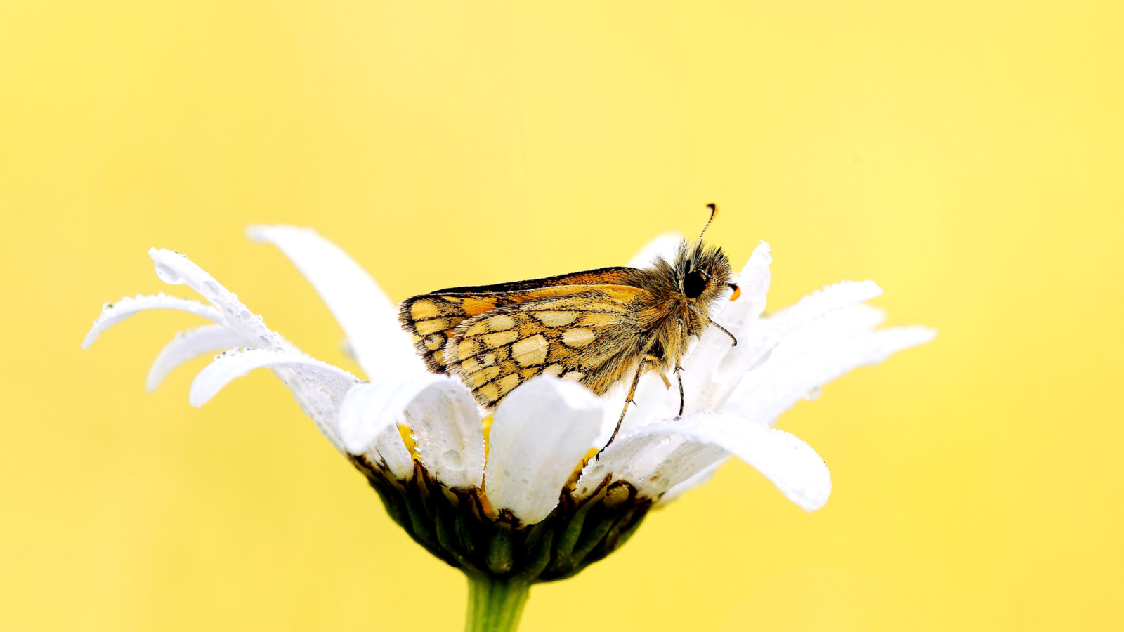 Fondo de pantalla Butterfly and Daisy 1600x900