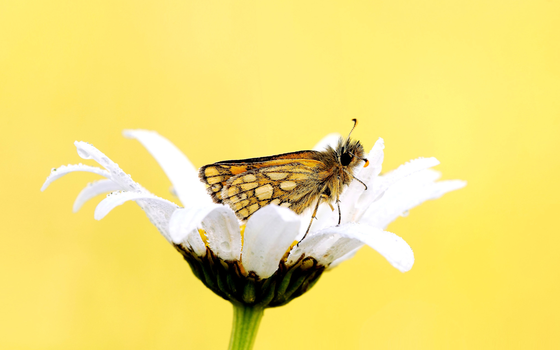 Обои Butterfly and Daisy 1920x1200