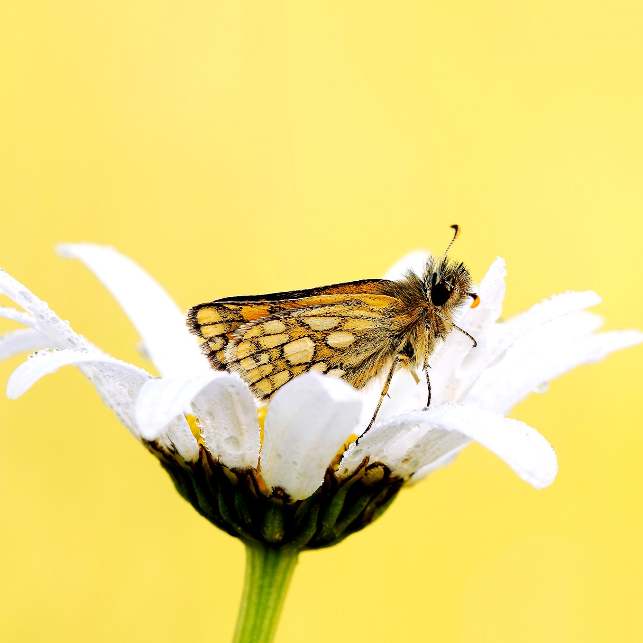 Das Butterfly and Daisy Wallpaper 2048x2048