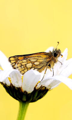 Butterfly and Daisy wallpaper 240x400
