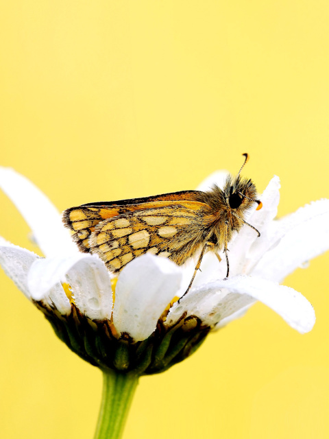 Butterfly and Daisy screenshot #1 480x640