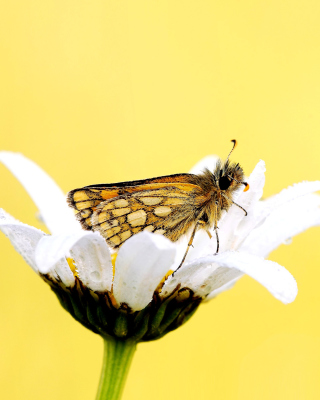 Butterfly and Daisy - Obrázkek zdarma pro 640x960