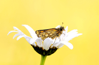 Butterfly and Daisy - Obrázkek zdarma 