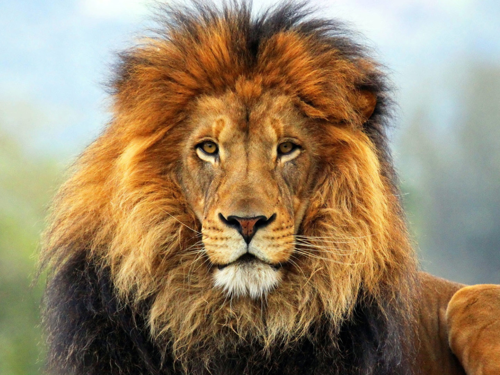 Fondo de pantalla Lion Big Cat 1024x768