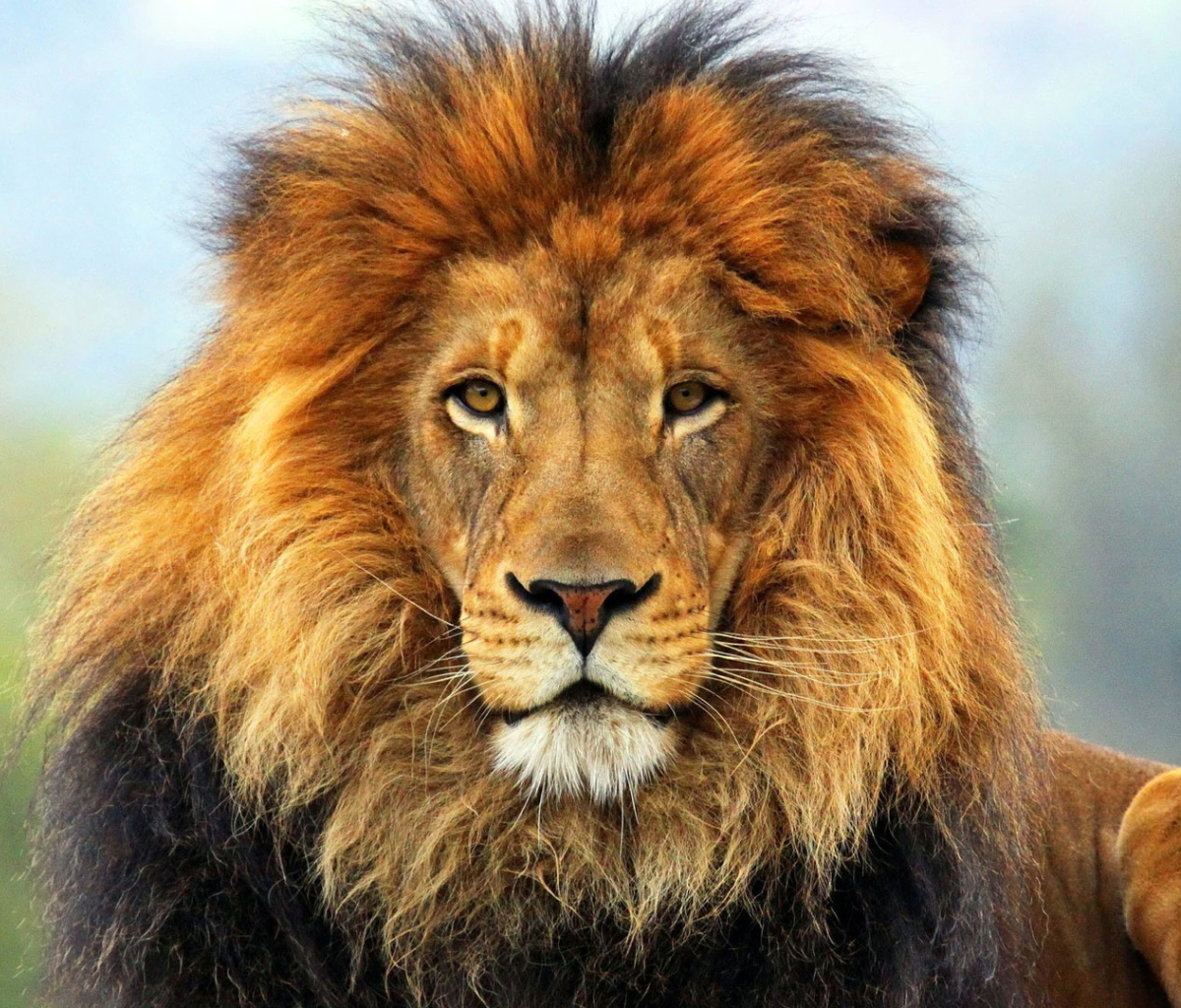 Fondo de pantalla Lion Big Cat 1200x1024