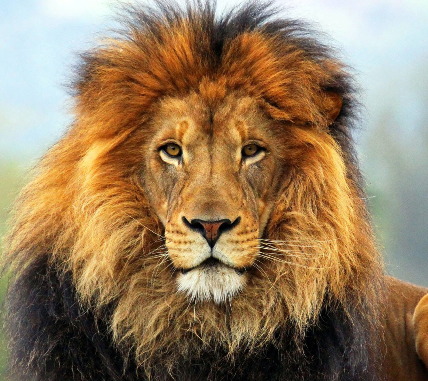 Обои Lion Big Cat 1440x1280