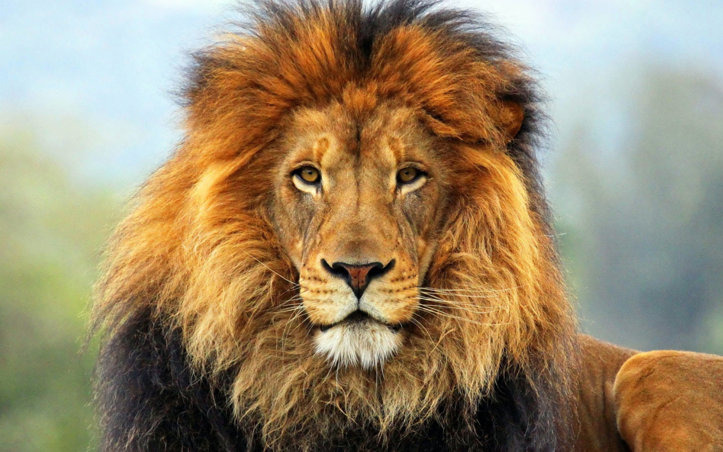 Lion Big Cat wallpaper 1440x900