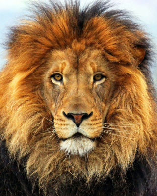 Kostenloses Lion Big Cat Wallpaper für iPhone 6 Plus