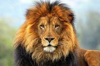 Free Lion Big Cat Picture for Android, iPhone and iPad