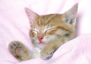 Cat Sleep Wallpaper for Android, iPhone and iPad