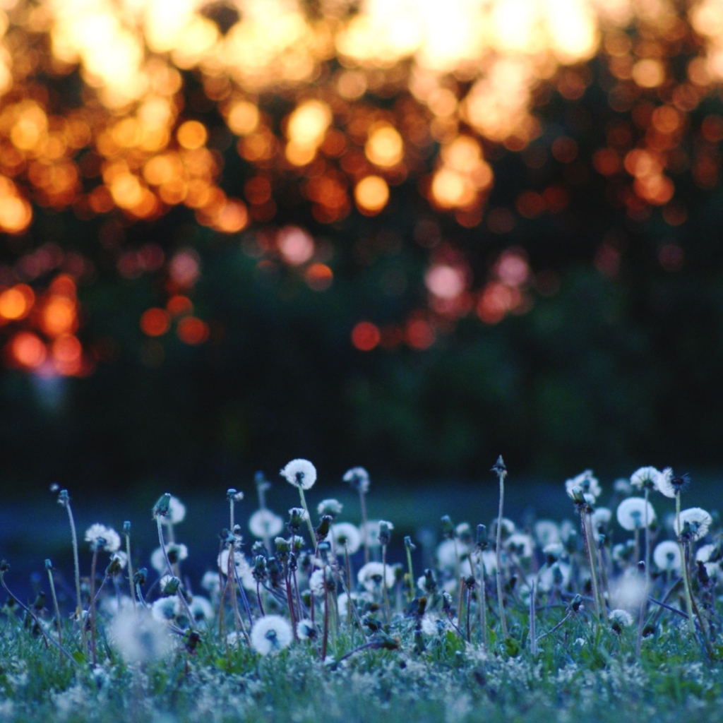 Dandelion Meadow screenshot #1 1024x1024