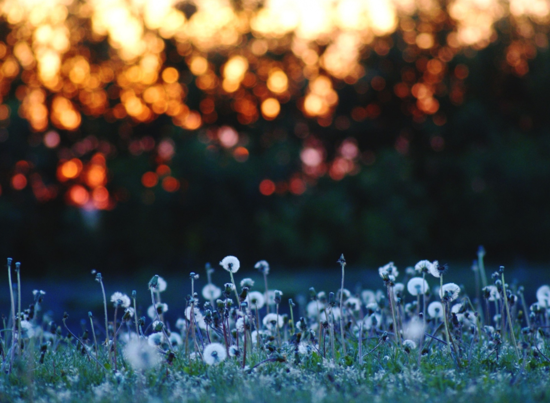 Dandelion Meadow screenshot #1 1920x1408
