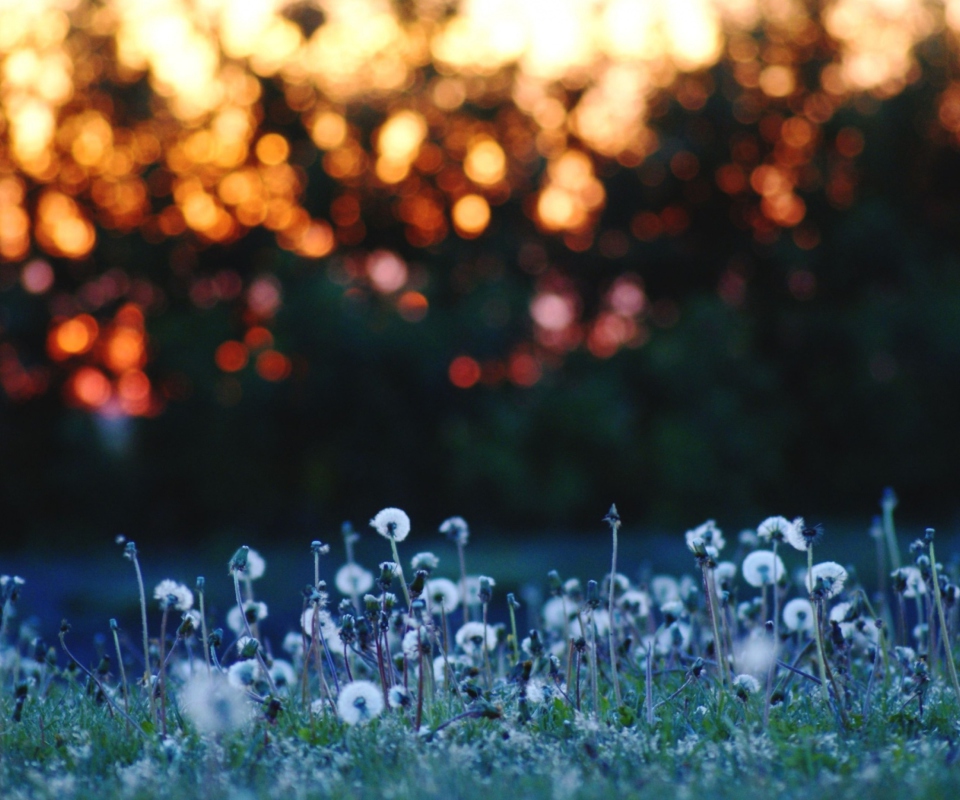 Screenshot №1 pro téma Dandelion Meadow 960x800