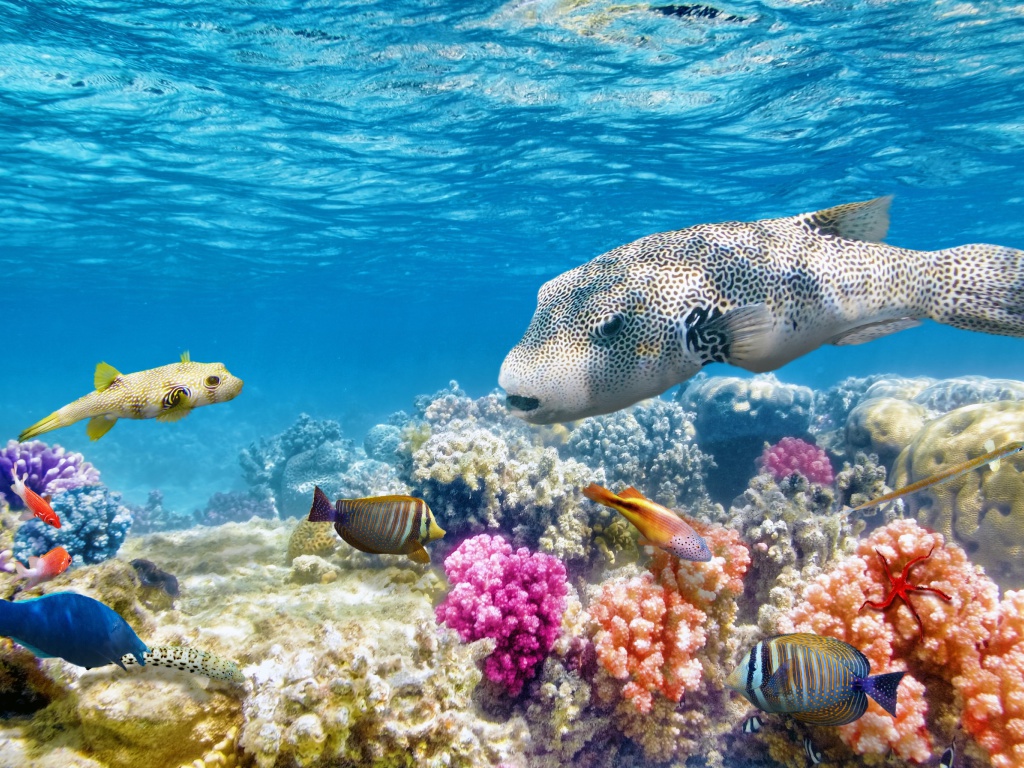 Fondo de pantalla Reef World 1024x768