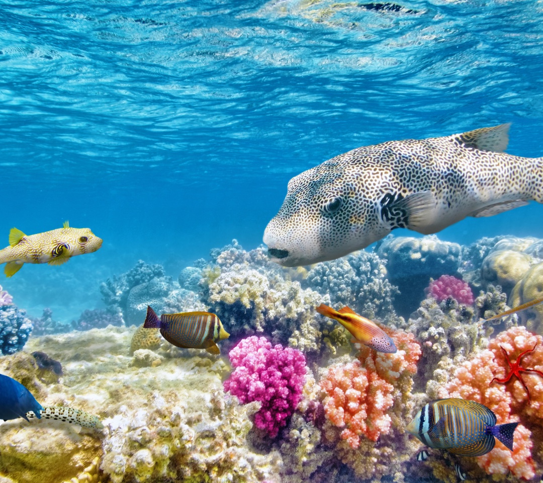 Reef World wallpaper 1080x960