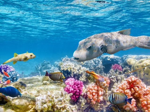 Sfondi Reef World 640x480