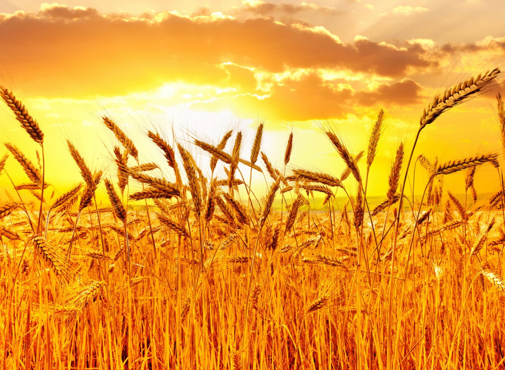 Fondo de pantalla Wheat 1920x1408