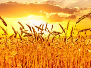 Fondo de pantalla Wheat 320x240