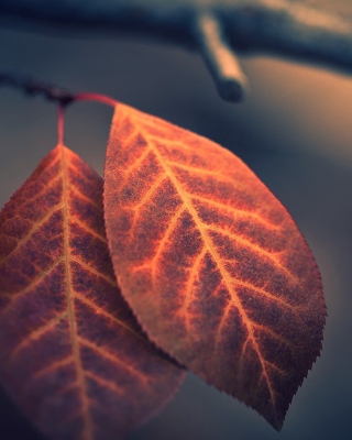 Two Ember Leaves - Obrázkek zdarma pro 640x960