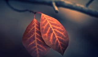 Two Ember Leaves Wallpaper for Android, iPhone and iPad