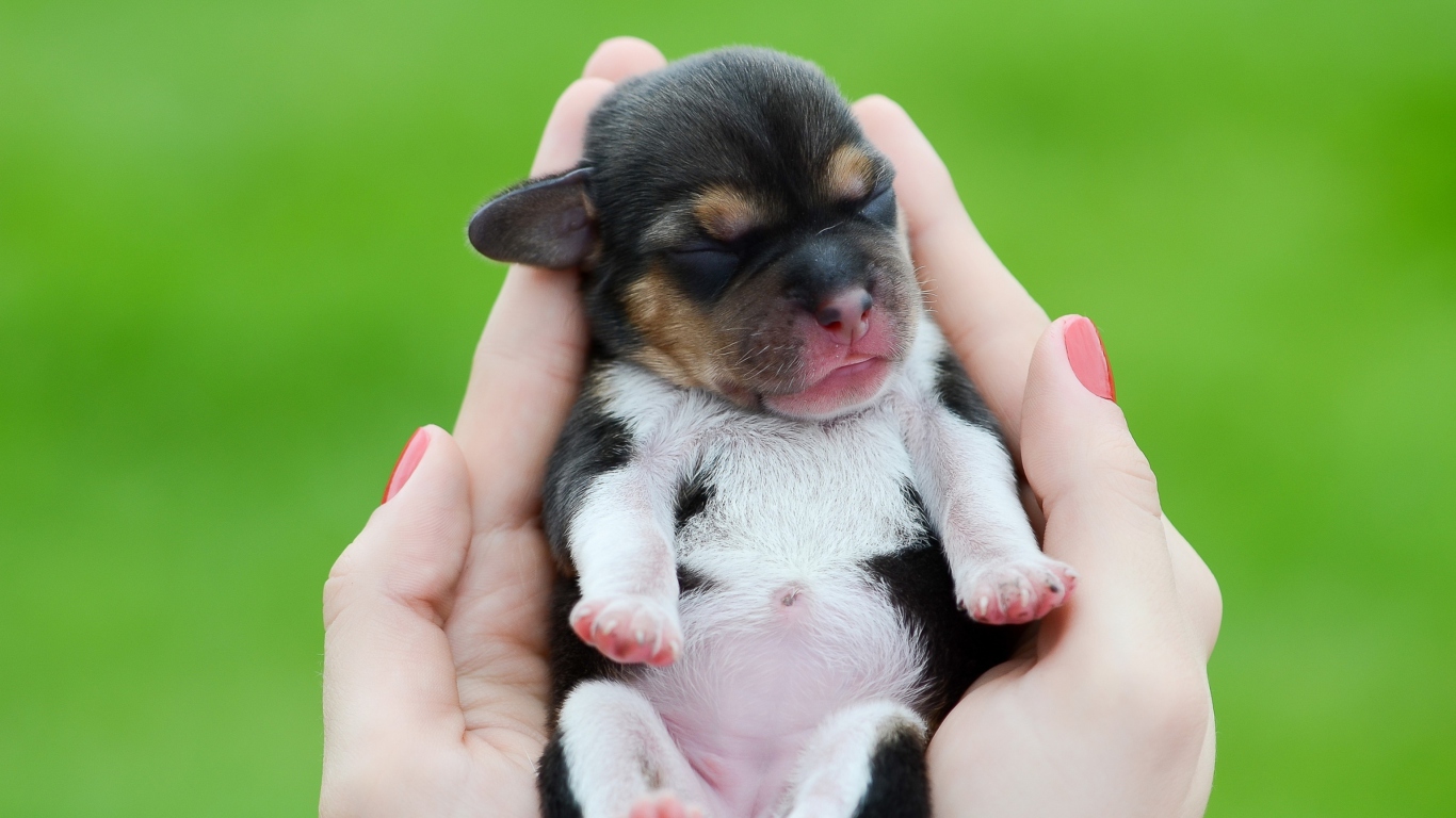 Обои Cute Little Puppy In Hands 1366x768