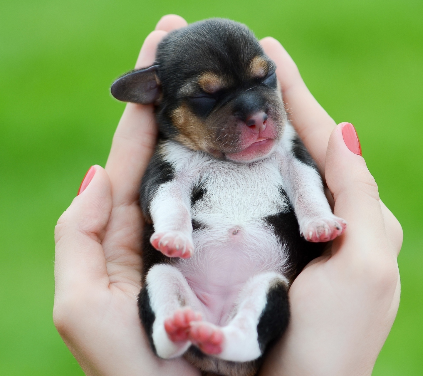 Screenshot №1 pro téma Cute Little Puppy In Hands 1440x1280
