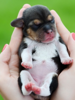 Cute Little Puppy In Hands wallpaper 240x320
