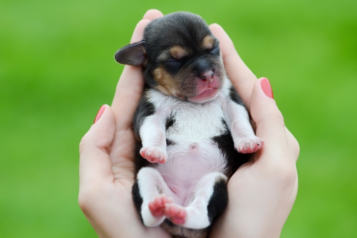 Обои Cute Little Puppy In Hands