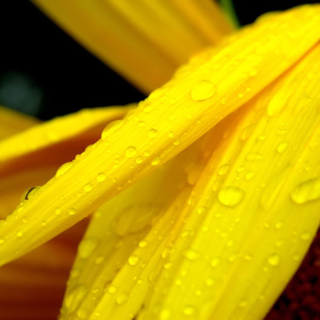 Fondo de pantalla Yellow Flower With Drops 1024x1024
