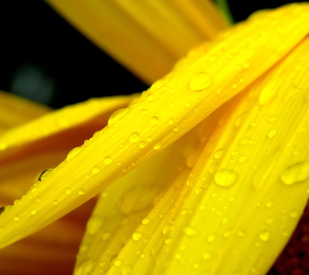 Das Yellow Flower With Drops Wallpaper 1080x960